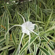 Spider lily variegated