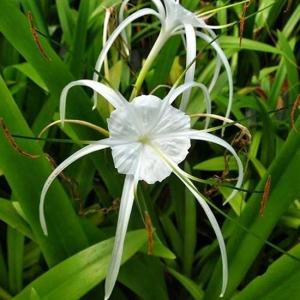 Spider lily green