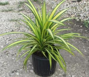 golden pandanus plant