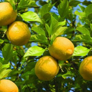 Sweet lemon plant - mosambi