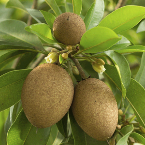 Sapota Plant