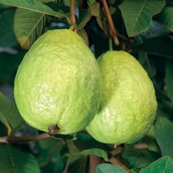 Guava Plant