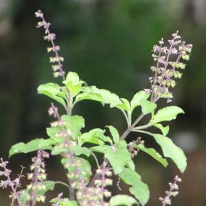 Krishna Tulasi Plant