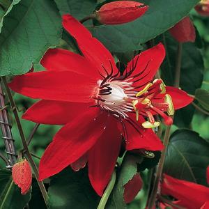Passion Flower Red