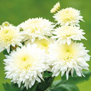 Chrysanthemum White Plant