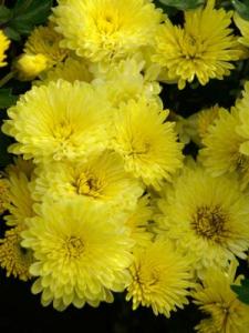 Chrysanthemum Yellow With Plastic Pot