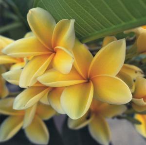 Plumeria Pudica yellow