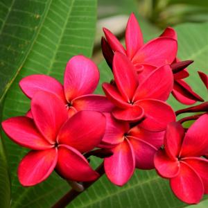 Plumeria Pudica Red