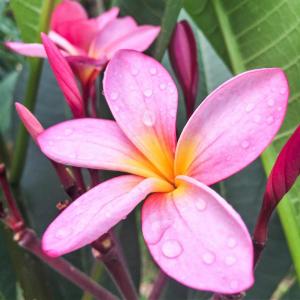 Plumeria Pudica Pink