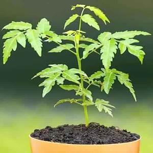 Neem Plant