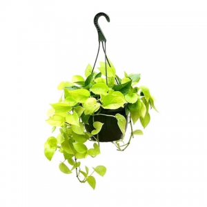 Money Plant Gold Hang