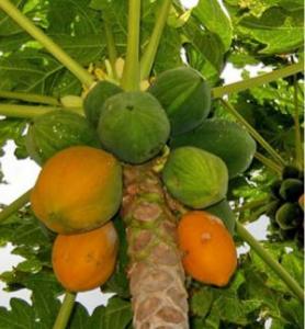 Papaya Plant