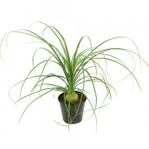 Ponytail Palm