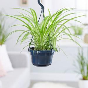 Chlorophytum Hanging Plant