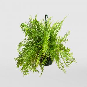 Boston fern green