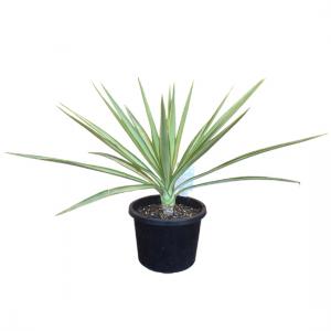 Yucca Plant