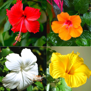 Hibiscus combo plant pack of 4