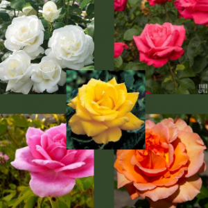 Rose plants combo pack of 5