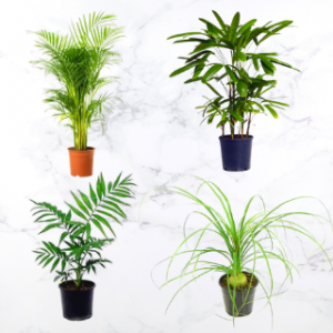 Palm plants combo pack of 4
