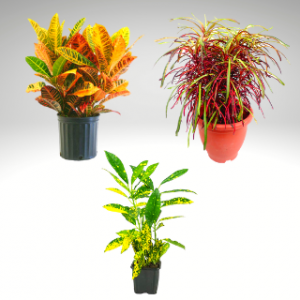 Croton plants combo pack of 3