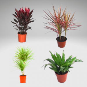 Dracaena plants combo pack of 4