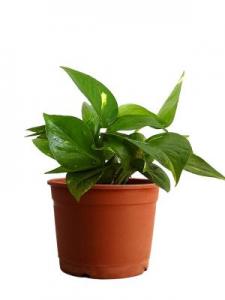 Money Plant regular