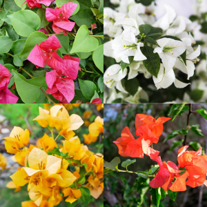 Bougainvillea Combo Pack