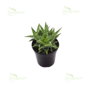 Aloe Minnie Belle Succulent Plant 