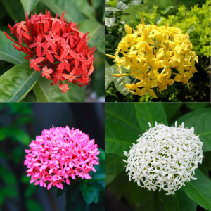 Ixora plants combo pack