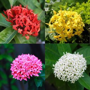 Buy ixora plants combo pack online at best prices - Setgreen | Hyderabad