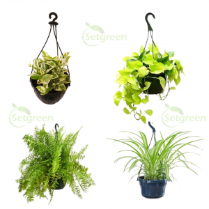 Hanging Plants Combo Pack