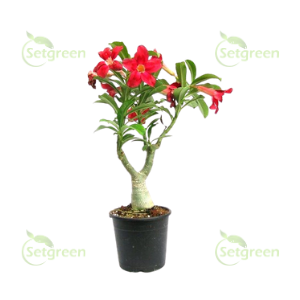 Adenium Red Plant
