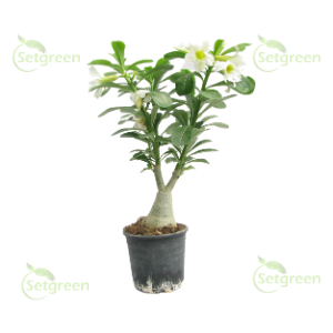 Adenium White Plant