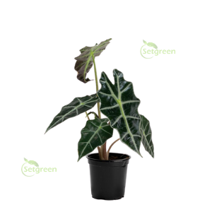 Alocasia Plant