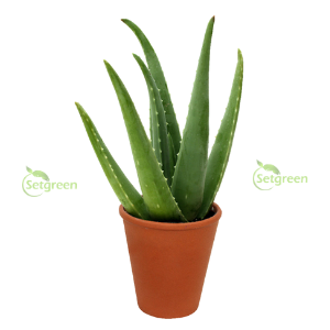 Aloevera plant