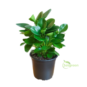 Peperomia Green Plant