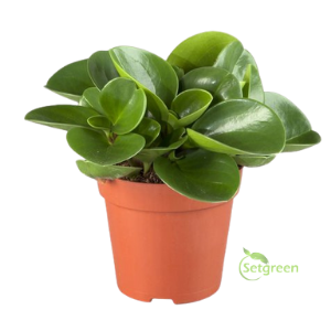 Peperomia Green Plant