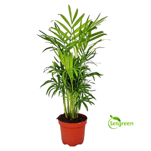 Areca Palm