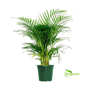 Areca Palm