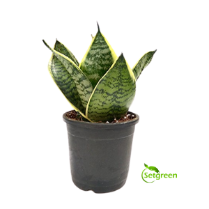 Snake Plant Variegated