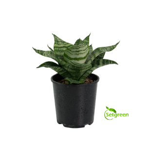 Snake Plant Green