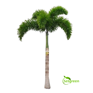 Foxtail Palm Plant