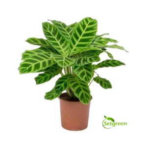 Maranta Plant