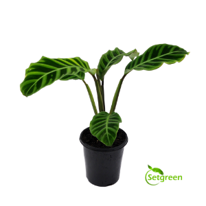 Maranta Plant