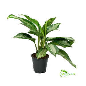 Aglaonema Chinese Evergreen