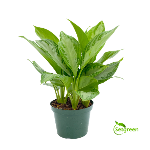 Aglaonema Chinese Evergreen