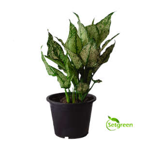 Aglaonema White - Plant