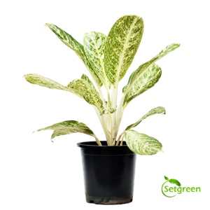 Aglaonema Whitedust - Plant