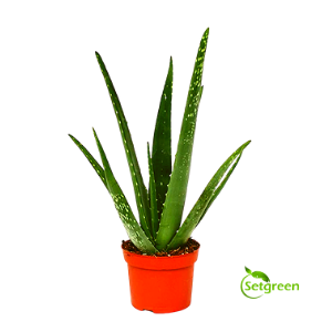 Aloevera plant