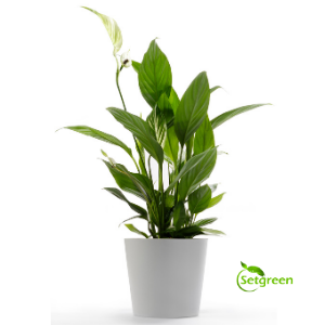 Peace Lily (Spathiphyllum Miniature)